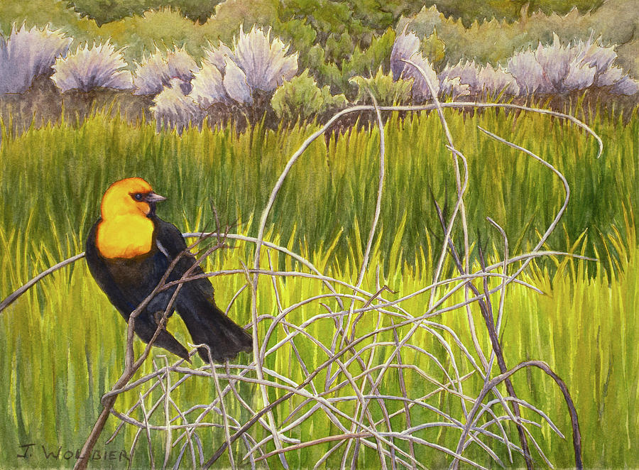 Yellow-headed Blackbird Mixed Media by Joan Wolbier
