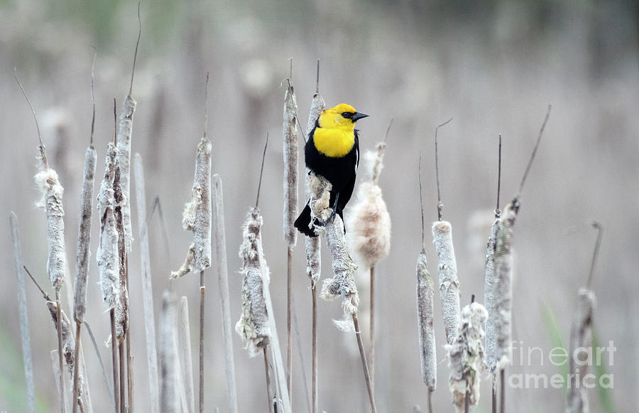 Yellow-headed Blackbird Photograph by Kristine Anderson