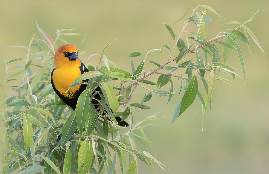 Yellow-headed Blackbird Photograph