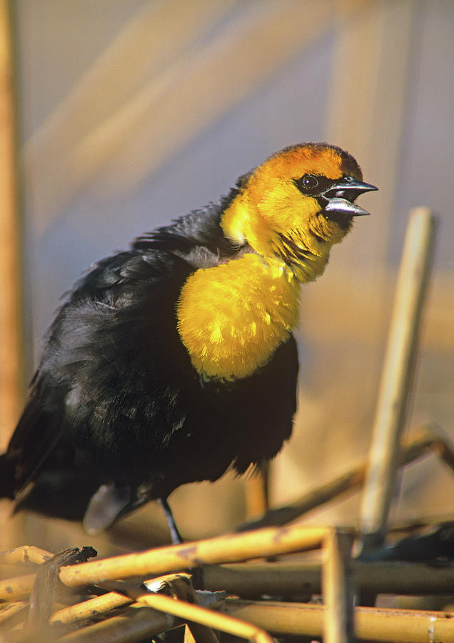 Blackbird Photograph - Yellow headed Blackbird by Tim Fitzharris