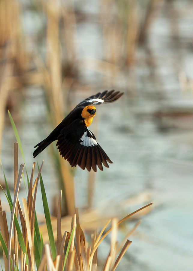 Blackbird Photograph - Yellow-headed Blackbird Wings by Patti Deters