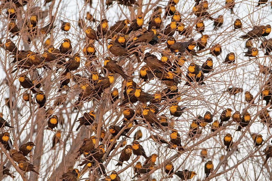 Yellow-headed Blackbirds 1499-031622 Photograph by Tam Ryan