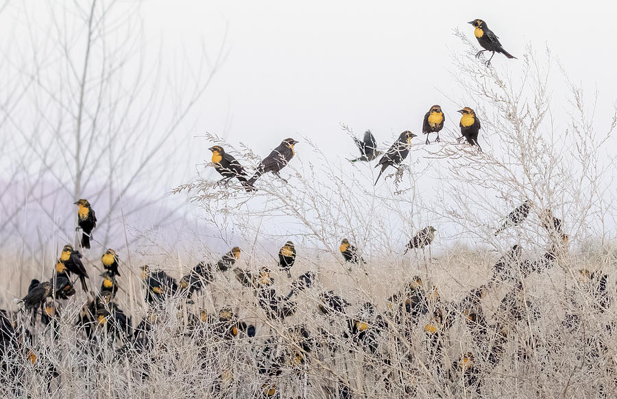 Yellow-headed Blackbirds 1519-031622-2 Photograph by Tam Ryan