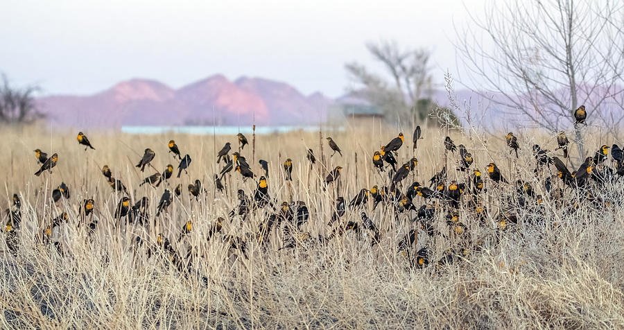 Yellow-headed Blackbirds 1520-031622-2 Photograph by Tam Ryan