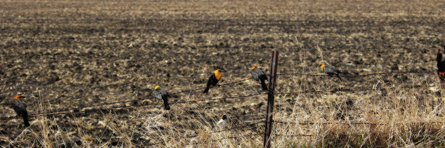 Yellow Headed Blackbirds on a Fence Photograph by Gary Gunderson