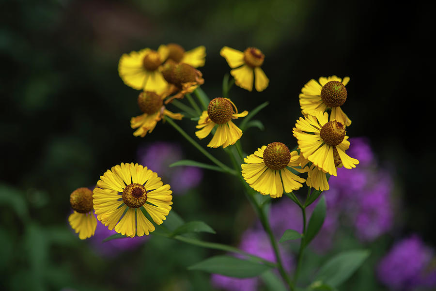 Yellow Helenium Photograph by Jenny Rainbow