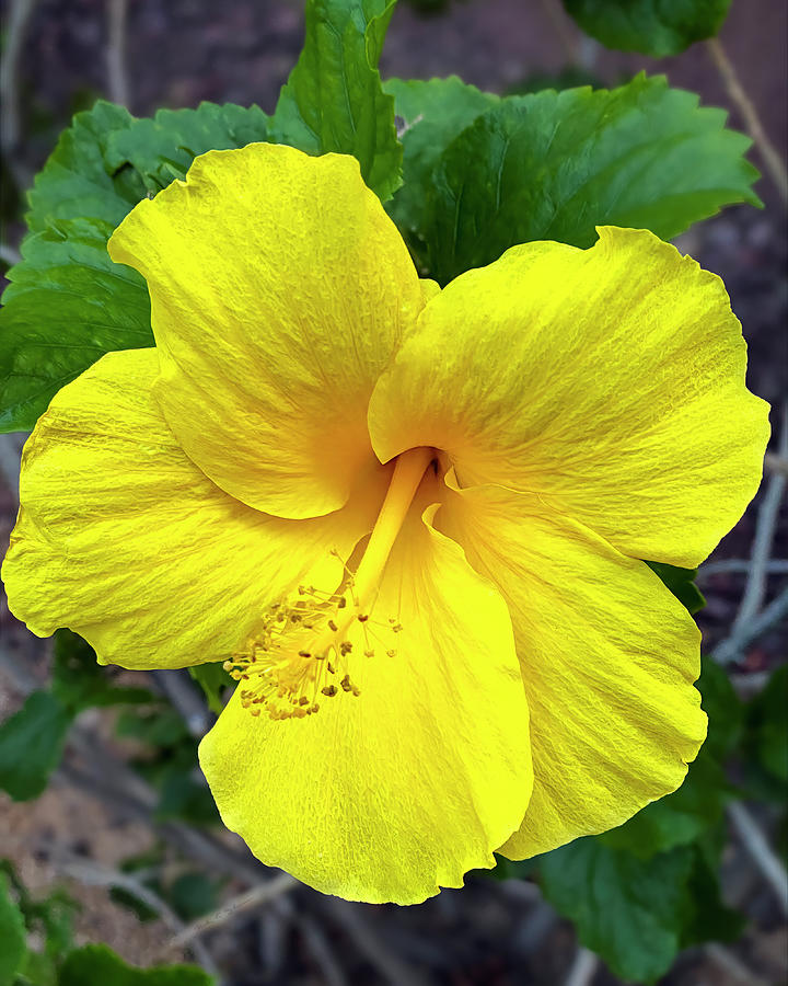 Yellow Hibiscus 24500 Photograph by Mark Myhaver Yellow Hibiscus 24500 Photograph by Mark Myhaver