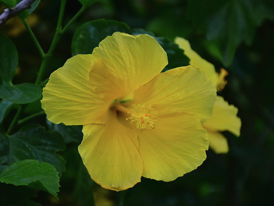 Yellow Hibiscus Bloom Photograph by Christopher Mercer