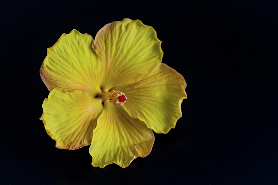 Yellow Hibiscus Flower Photograph by World Art Collective