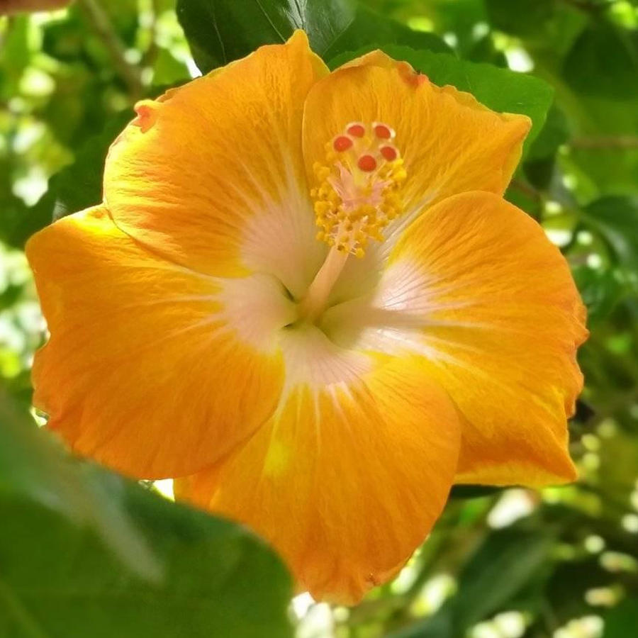 yellow hibiscus flower