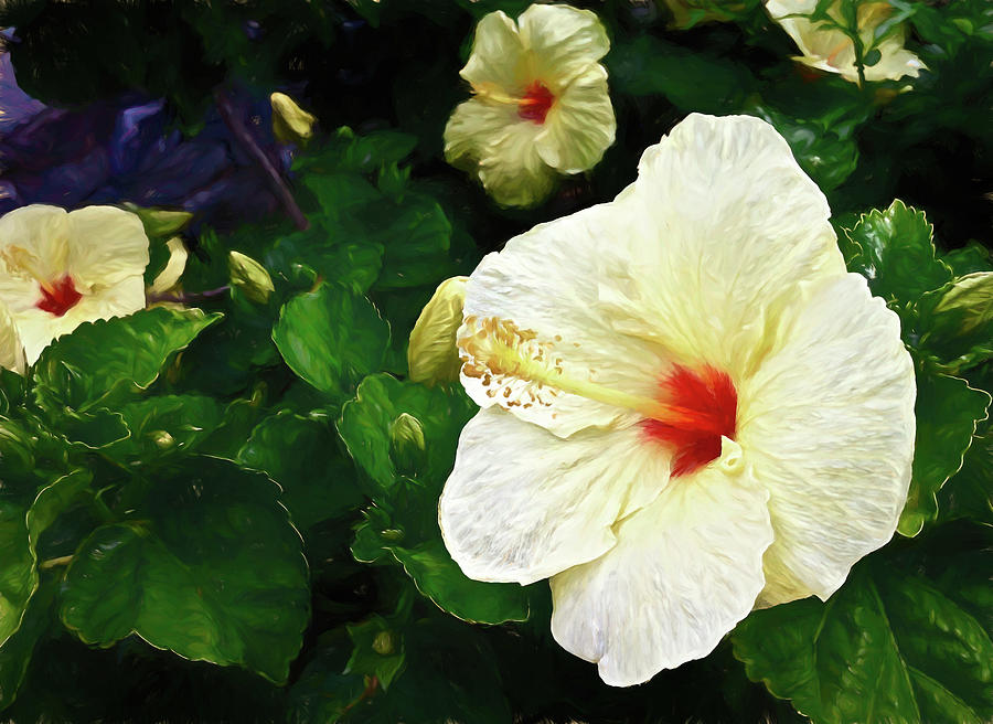 Yellow Hibiscus Flowers Photograph by Deborah League