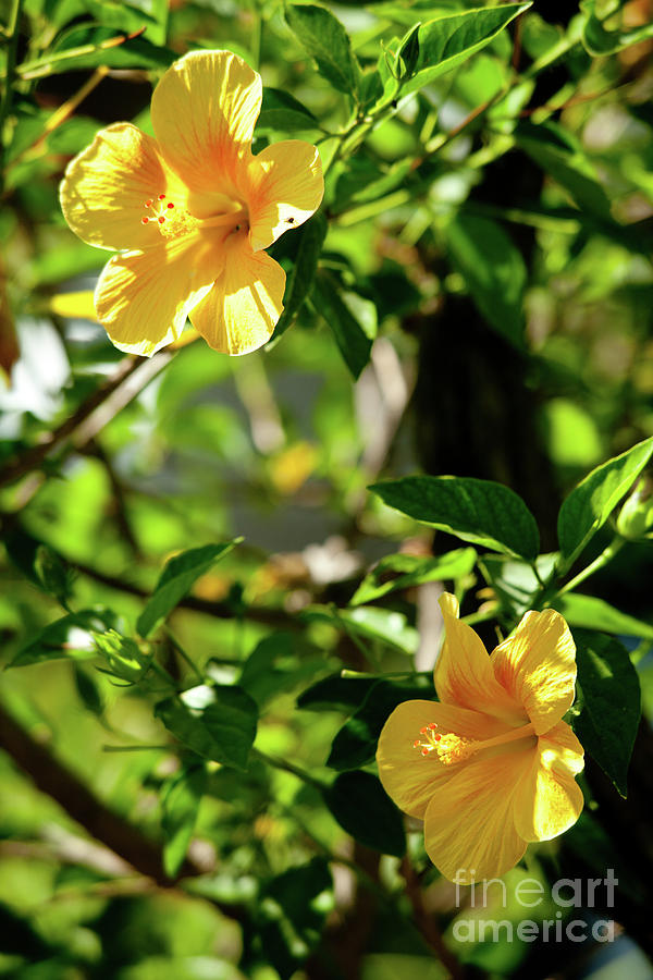 Yellow Hibiscus Flowers Photograph by Rich S