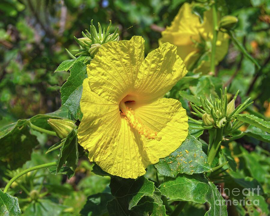 Yellow Hibiscus Hawaii State Flower Photograph by Catherine Sherman