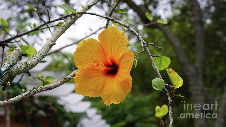 Yellow Hibiscus Photograph - Yellow Hibiscus II by Felix Lai Yellow Hibiscus Photograph - Yellow Hibiscus II by Felix Lai