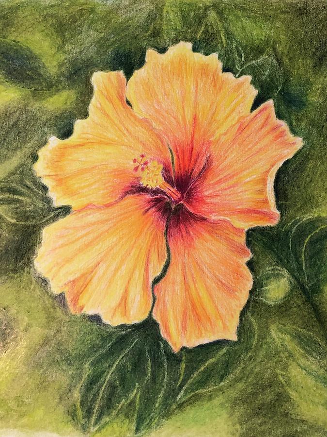 Yellow Hibiscus Drawing by Kay MacLeod - Fine Art America