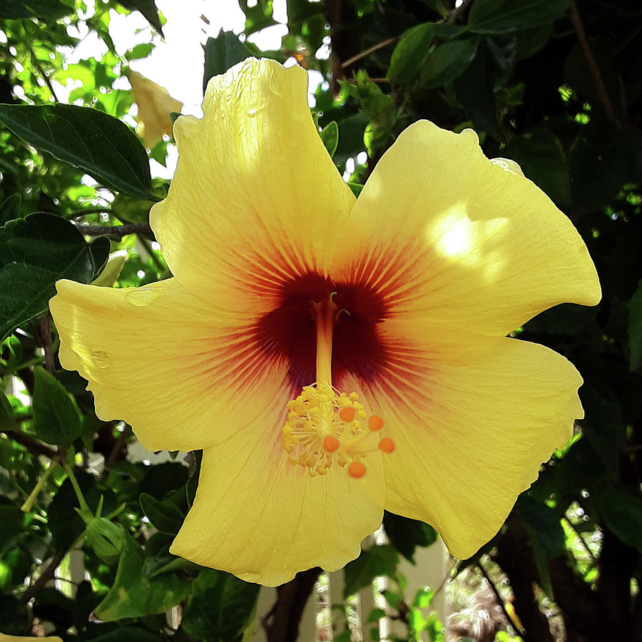 Yellow Hibiscus of Maui Photograph by Daniel Baralt - Fine Art America