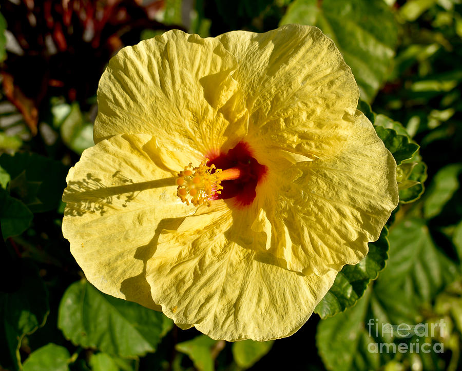 Hawaii Photograph - Yellow Hibiscus Perfection Hawaii  by Gary F Richards