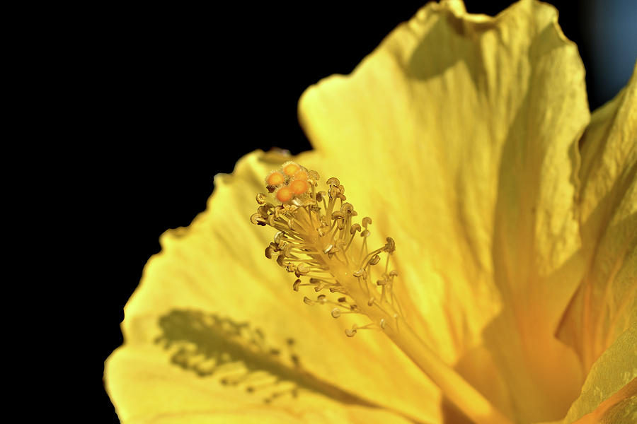 Yellow Hibiscus Stamen And Pistil  Photograph by Kathy K McClellan