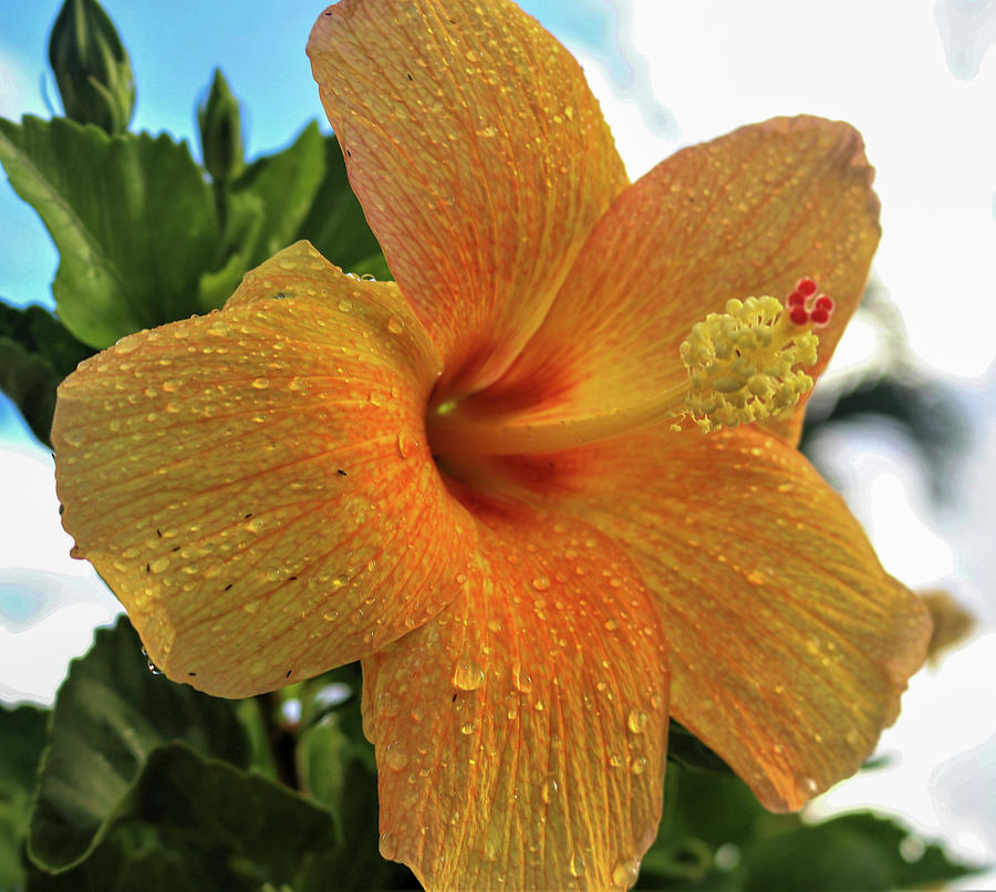 Yellow Hibiscus Pyrography by Tony Spencer