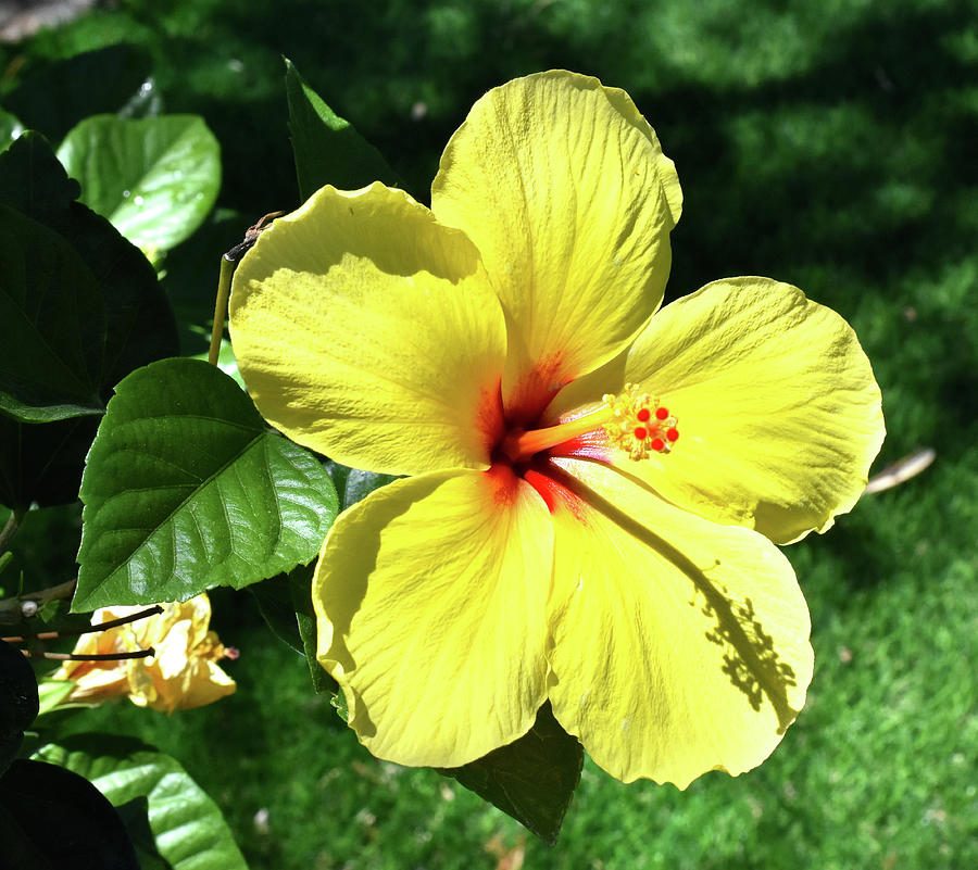 Yellow Hibiscus Photograph by Vicky Sweeney - Fine Art America