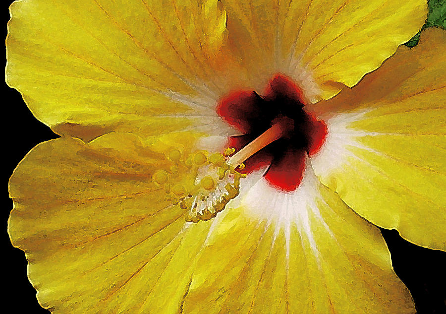 Yellow Hibiscus With Red Center Photograph by James Temple