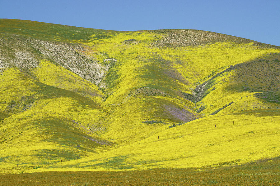 Yellow Hill Photograph by Brett Harvey