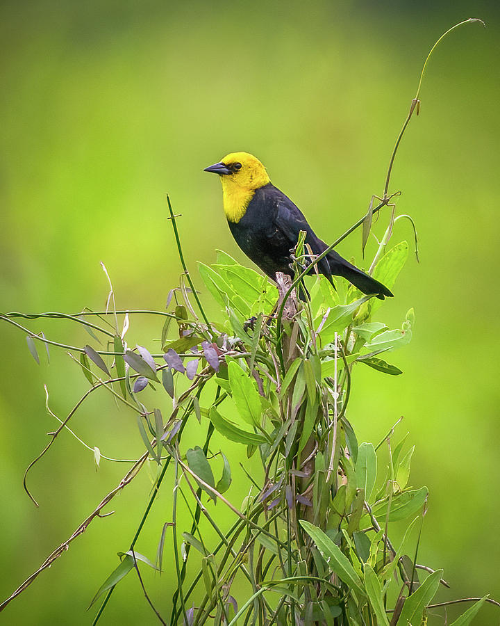 Yellow Hooded Blackbird Leticia Amazonas Colombia Photograph by Adam Rainoff