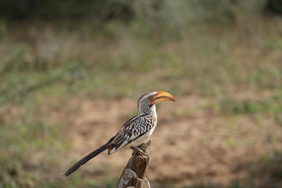 Yellow Hornbill Photograph by Jermaine Beckley