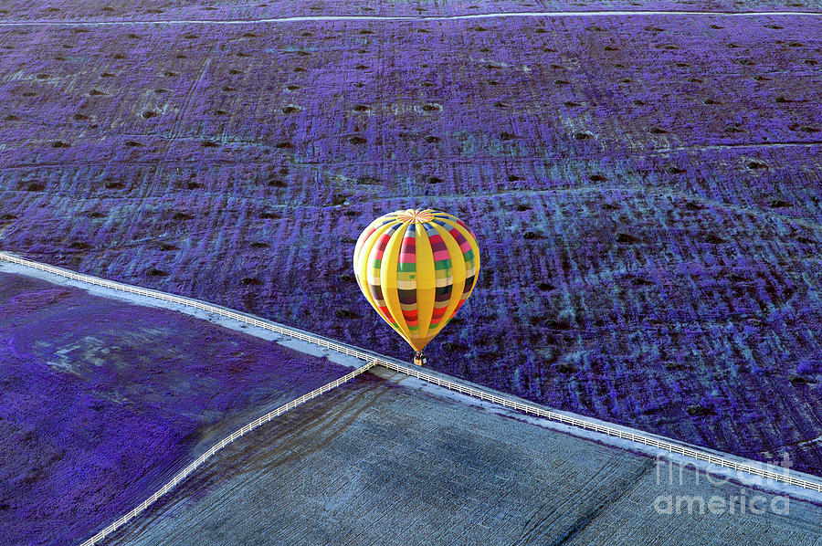 Yellow hot air balloon in a field of lavender.  Photograph by Gunther Allen