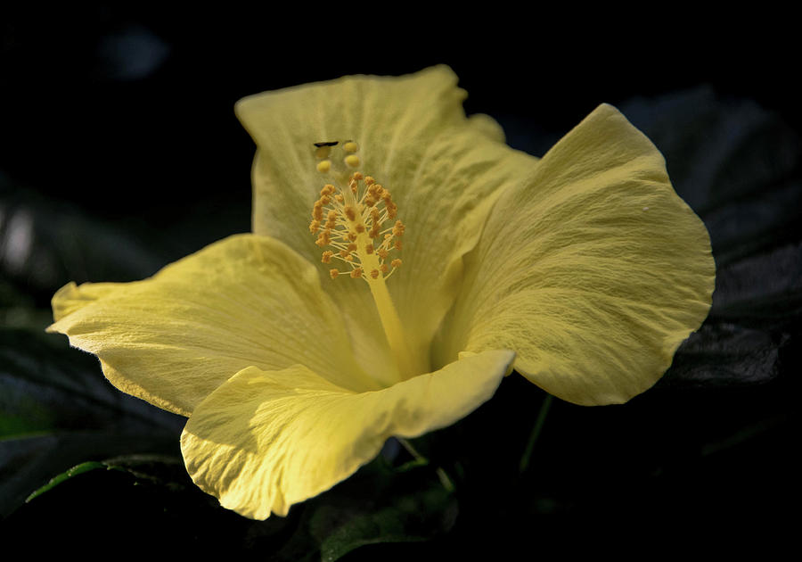Yellow Hybiscus Photograph by Alan Goldberg