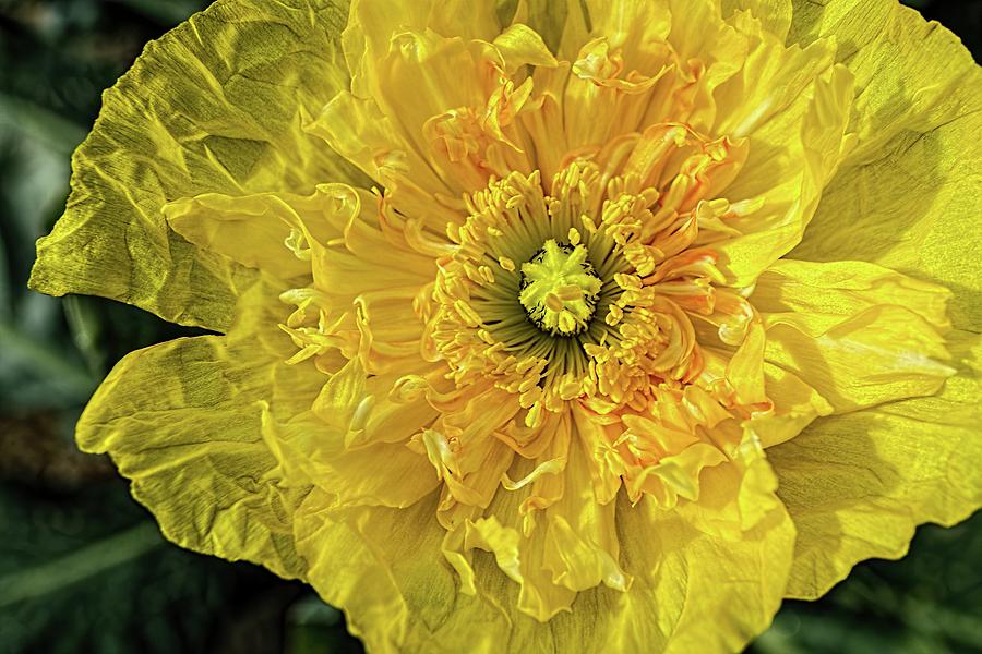 Yellow Icelandic Poppie Newly Opened Photograph by Kenneth Roberts