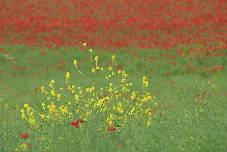 Yellow in a field of red Photograph by Average Images