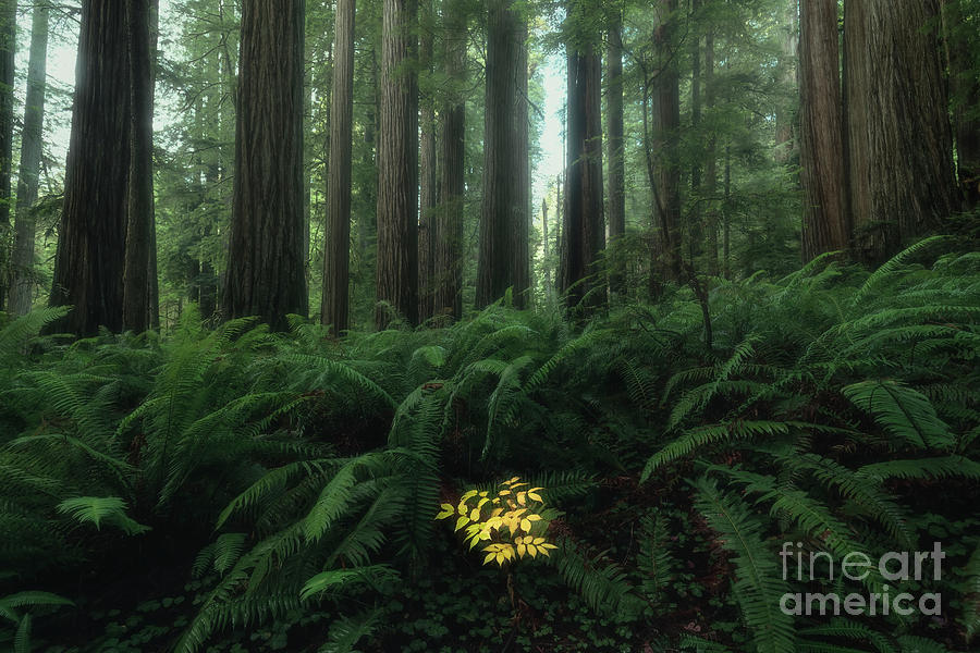 Yellow in the Redwoods Photograph by Masako Metz