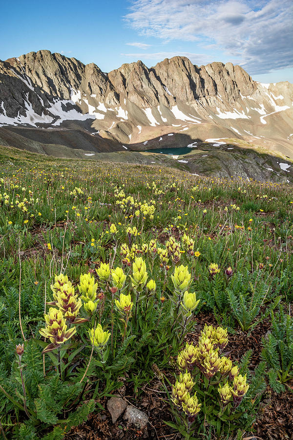 Yellow Indian Paintbrush - Handies Peak Photograph by Aaron Spong