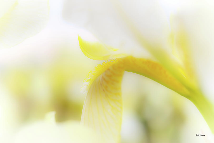 Yellow Iris 1 Photograph by Leland D Howard