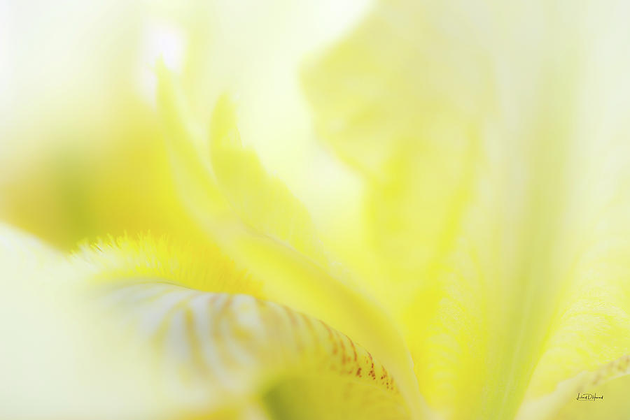 Yellow Iris 2 Photograph by Leland D Howard