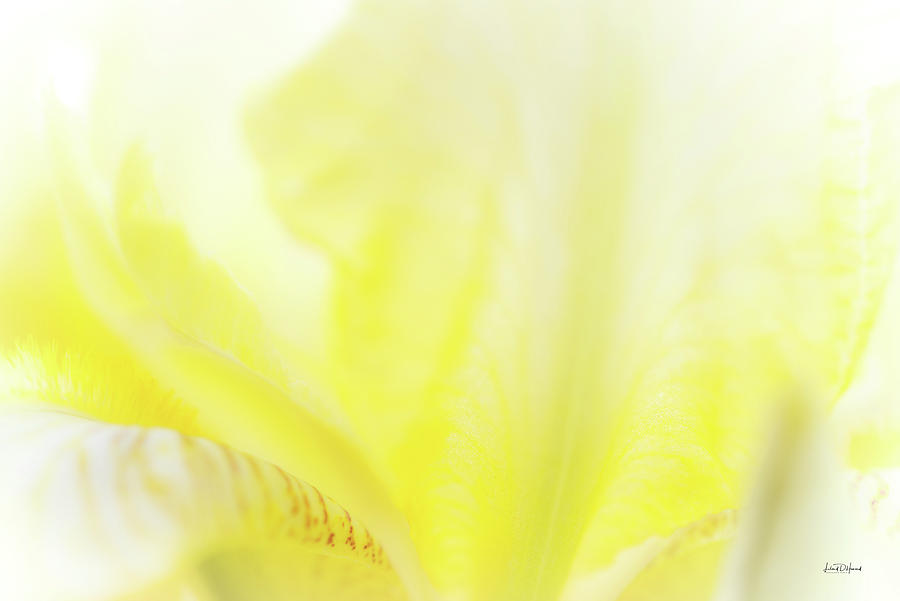 Yellow Iris 3 Photograph by Leland D Howard