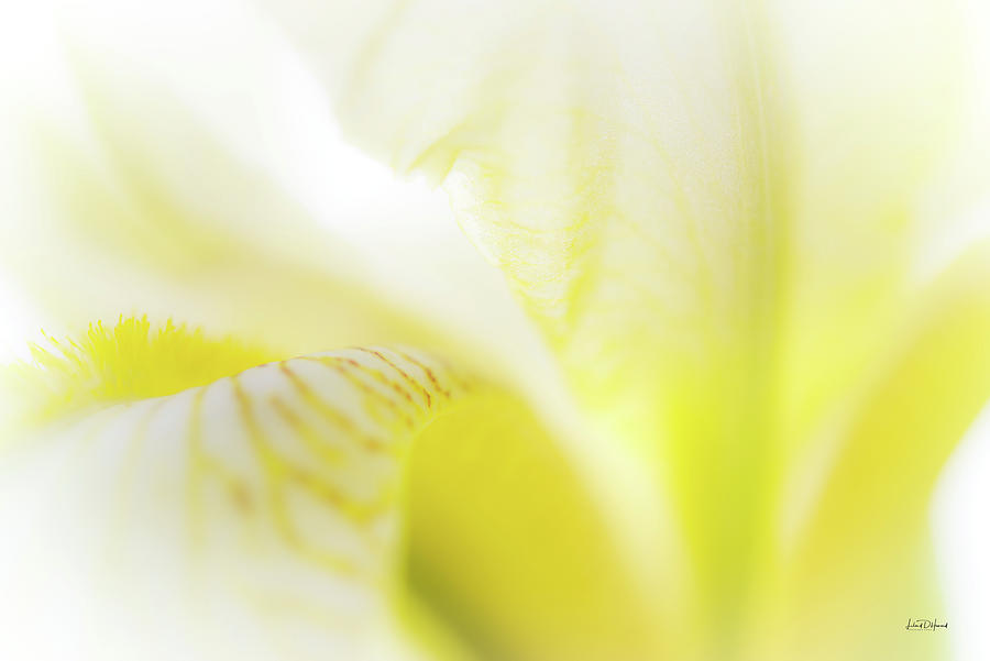 Yellow Iris 5 Photograph by Leland D Howard