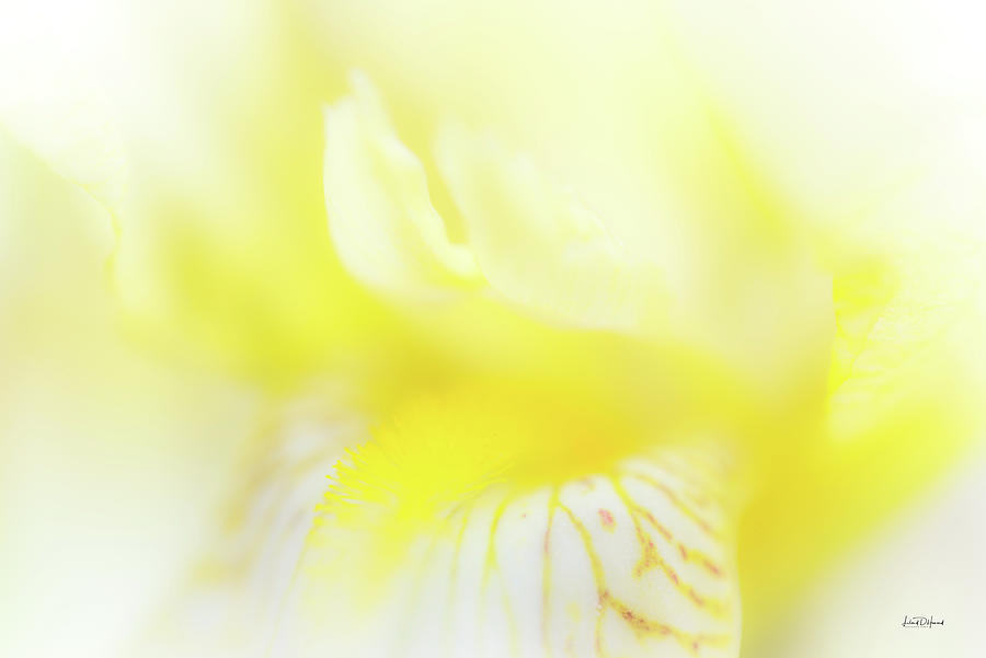 Yellow Iris 6 Photograph by Leland D Howard