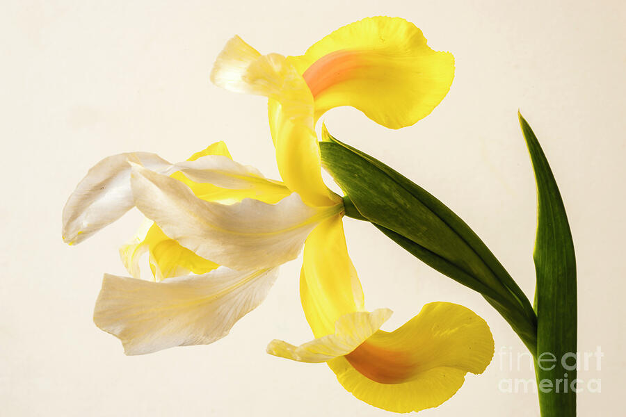 Yellow Iris. Photograph by Alexander Vinogradov