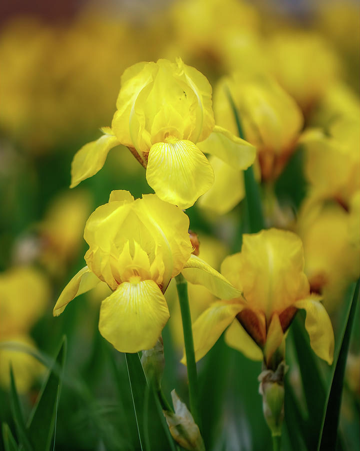 Yellow Iris Photograph by Allin Sorenson