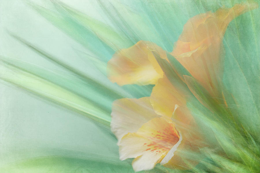 Yellow Iris Beauty Digital Art by Terry Davis