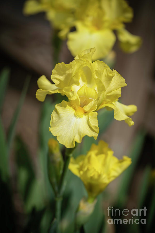 Yellow Iris Photograph by Cathy Donohoue
