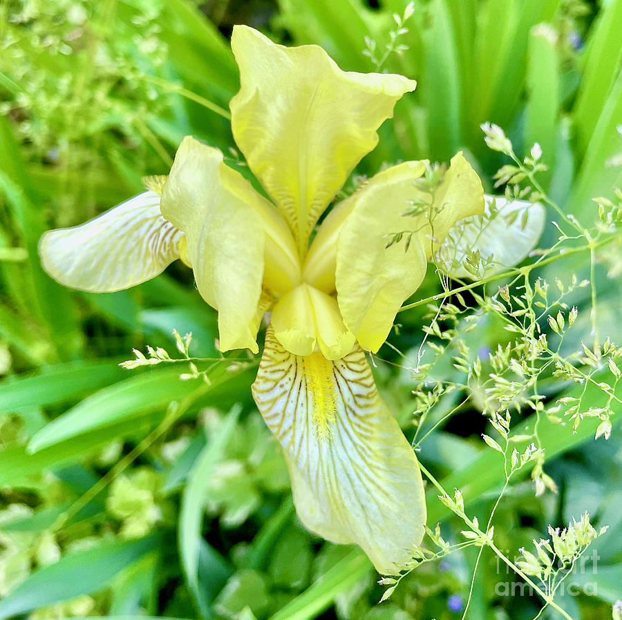 Yellow Iris Photograph by Cornelia DeDona