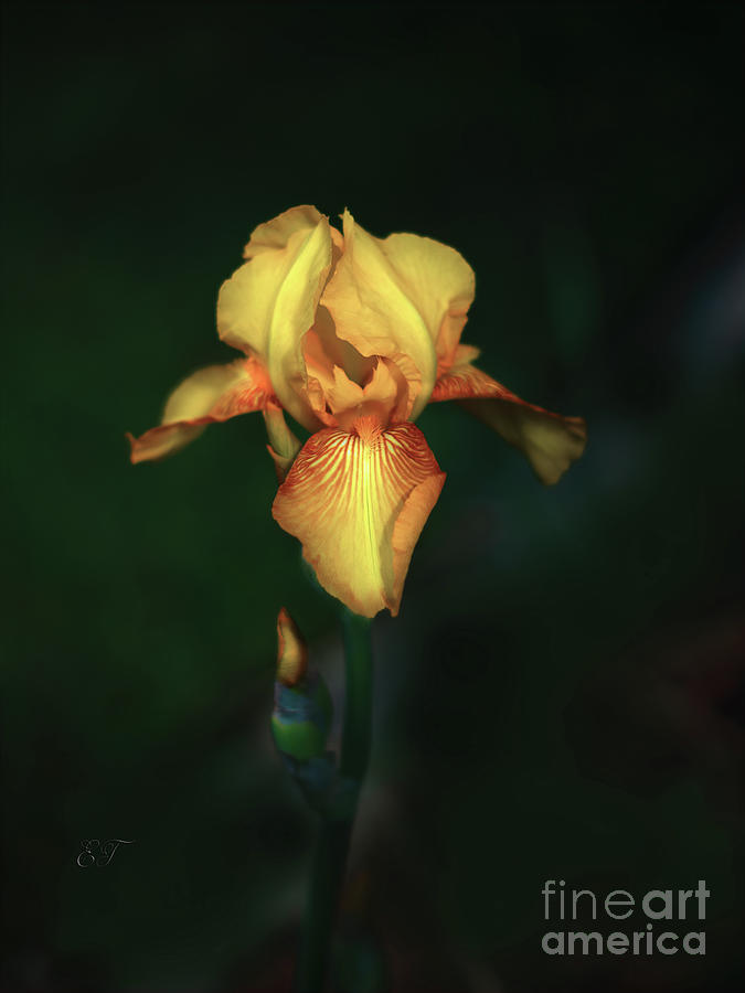 Yellow Iris Photograph by Elaine Teague