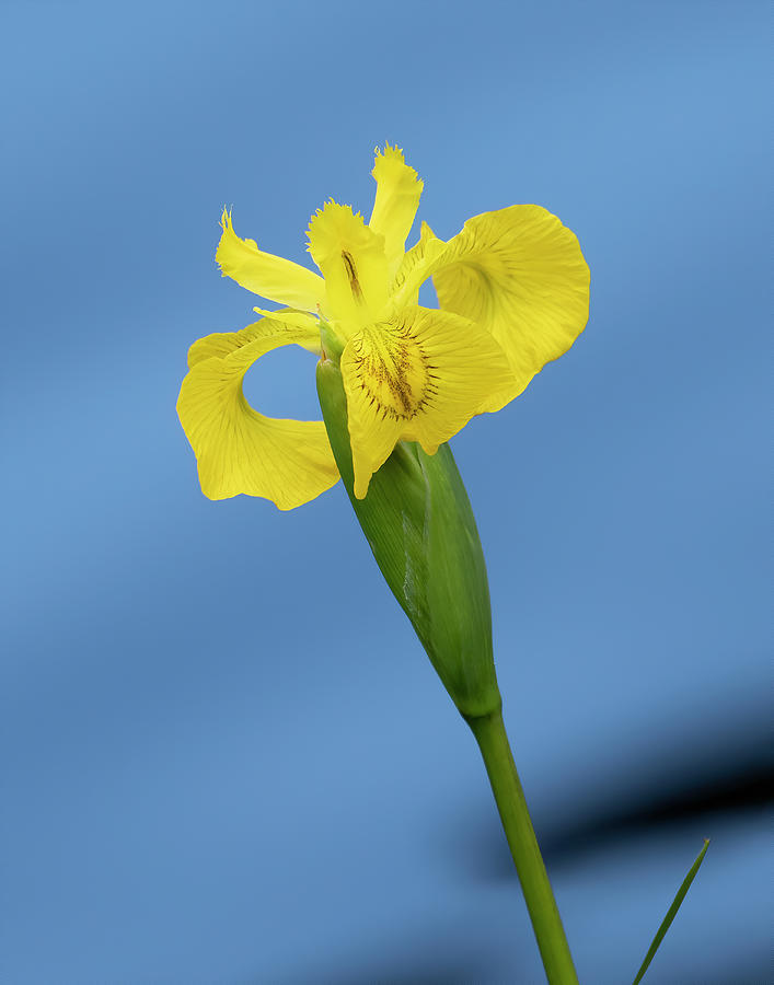 Yellow Iris Flower Photograph by Jack Nevitt