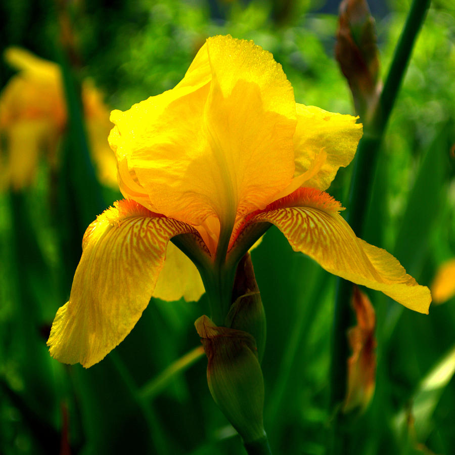 Yellow Iris Flower On Vivid Green Squared Photograph