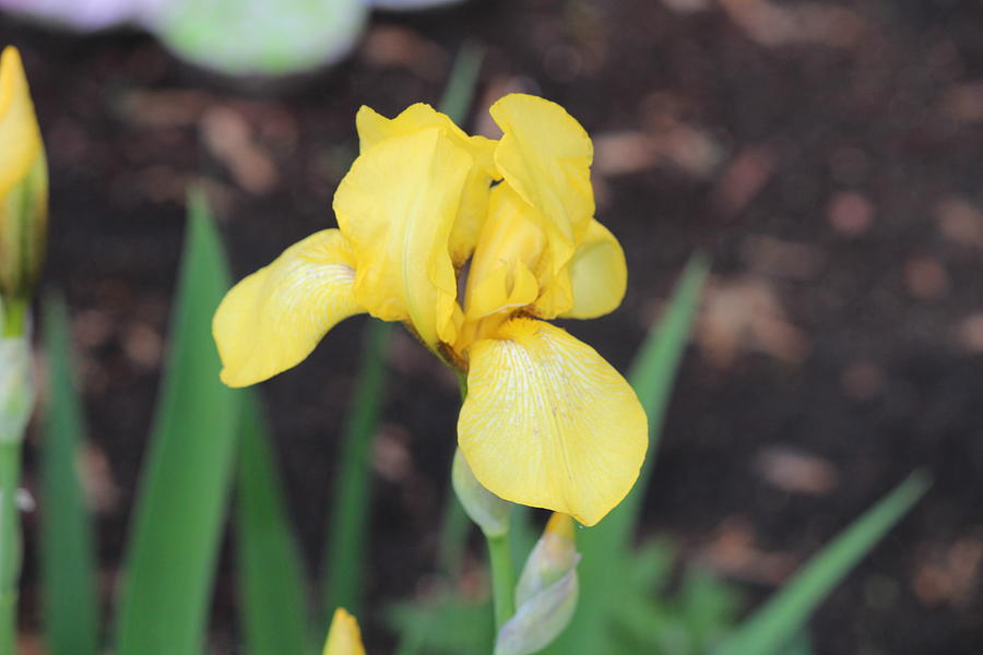 Yellow iris flower Photograph by RocketAlpha