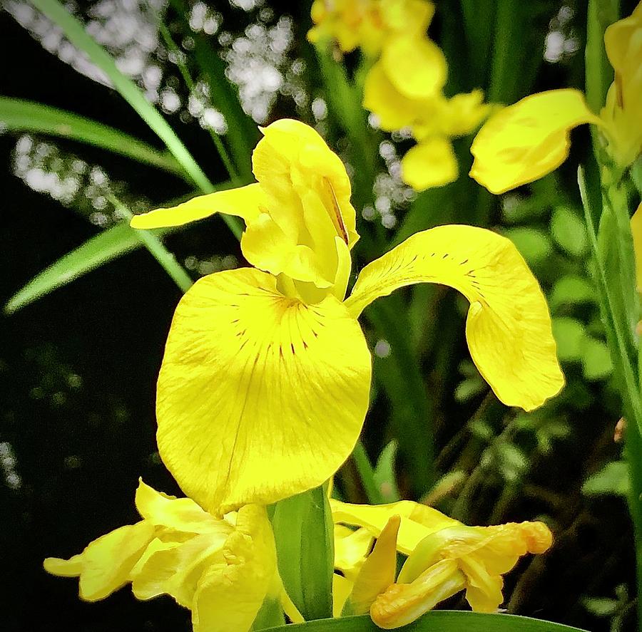 Yellow Iris Photograph by Gordon James