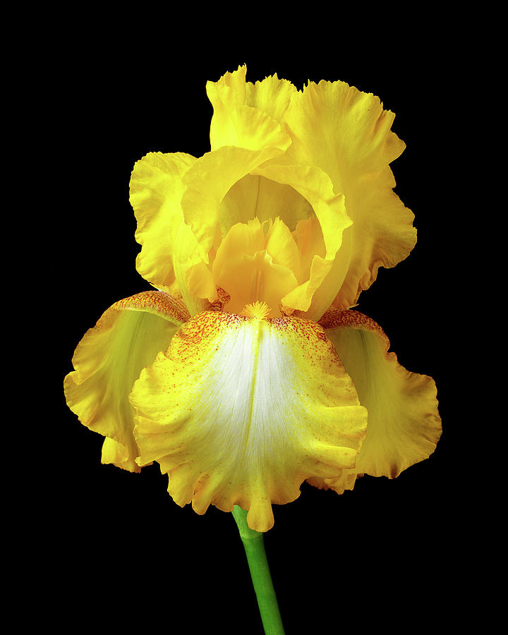 Iris Photograph - Yellow Iris by Jim Hughes